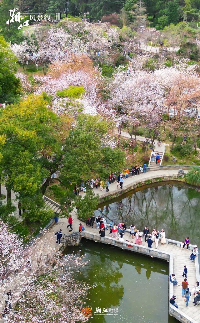 这样的桐梓坡，你一定没见过！