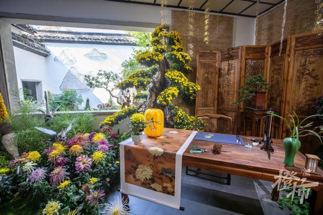 全是人人人人人！一年一度杭州“顶流”人气菊花展登场