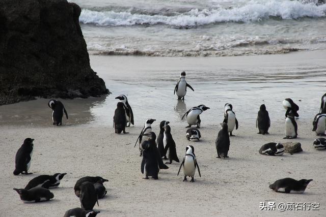南部非洲：南非开普敦企鹅岛