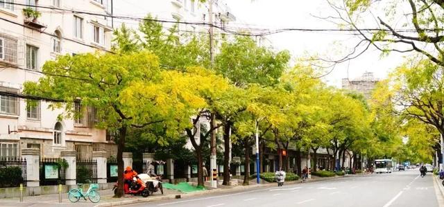 秋色浓度已拉满,谁还没偶遇申城街头的 “赤橙黄绿交响曲”?