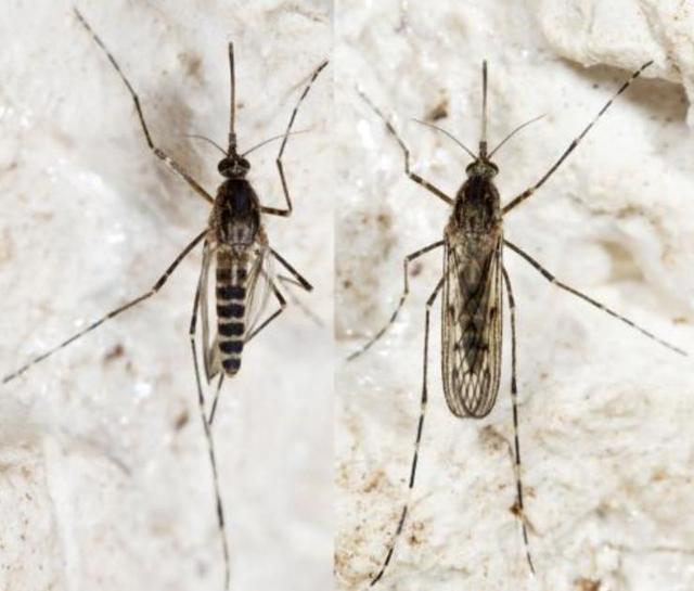 蚊子首次入侵冰岛！最后的堡垒已经陷落？究竟是什么品种？