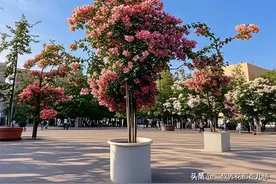 净说三角梅好话?，其实这货的缺点也不少，总结共有七宗罪！图片