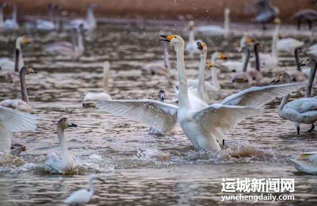 你好，11月！运城文旅精彩大放送~