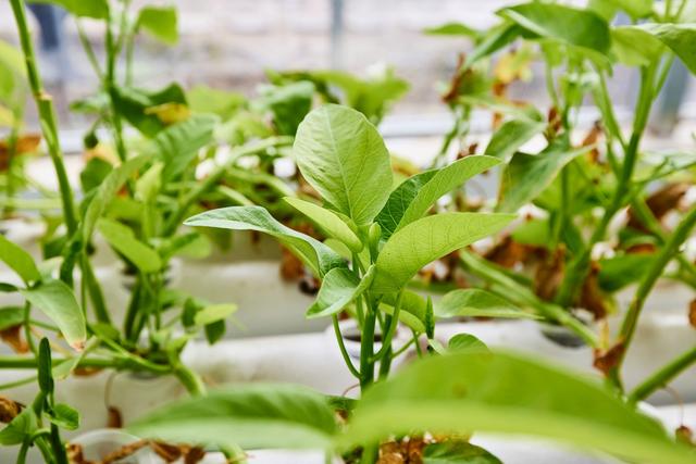 淮北星空田园景区，白天是田园，夜晚是星河，是研学游的好去处