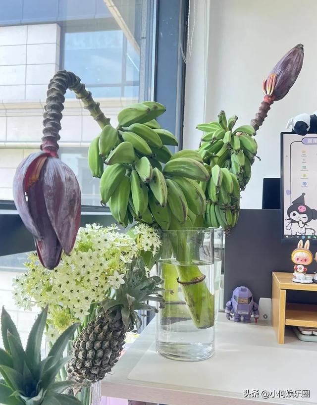 太心酸！湖南一小伙被裁员，无奈清理养在公司的花，一拖车没拉完