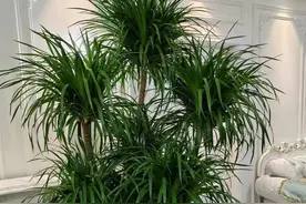 养了10年龙血树，我才明白：少浇水、多晒太阳，才能让它多长新叶图片