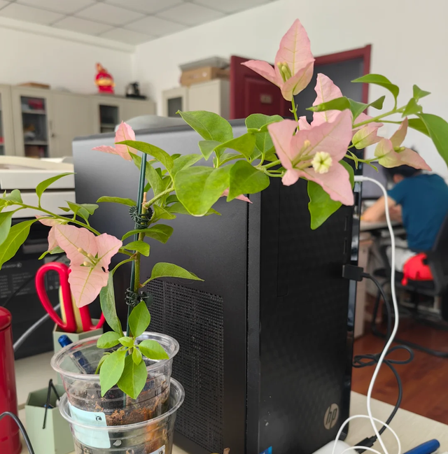 广州一小女孩，用易拉罐养三角梅，网友：太精致了，真有创意