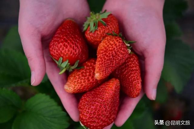 别再问昆明哪里能摘草莓了!收下这份采摘地图,直接抄作业→