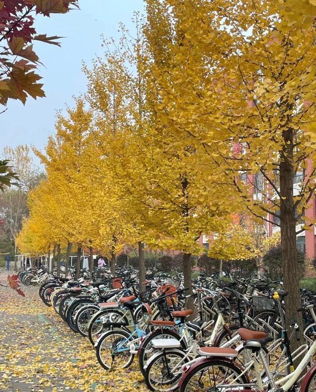 秋景如画！沈阳赏秋地图发布→