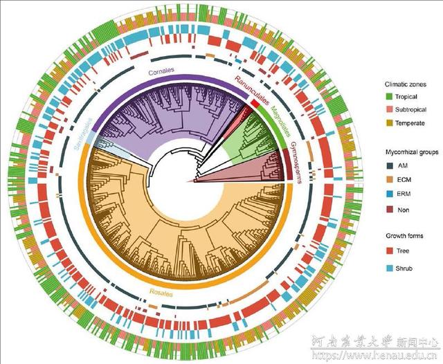 河南农大孔德良教授团队在《Nature Plants》发表重要研究成果