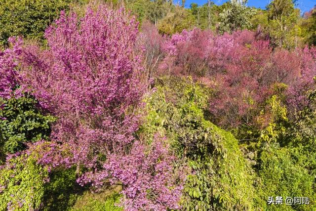 大理的樱花之美一如杭州的桂花之香,满城皆是,随处可闻