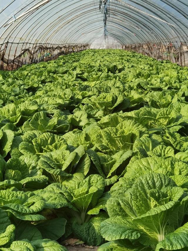 菜贩子打死不说的秘密：买白菜，别看个头翻过来瞅一眼“屁股”