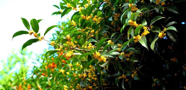 pong香！汉中的桂花怎么全“想开了”→