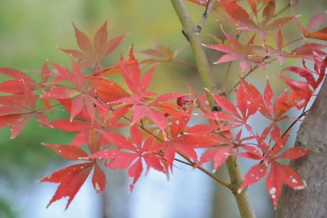 金堂这些地方，正当红！