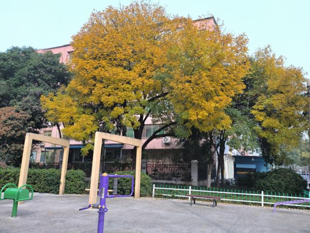 秋叶入画染长街！漯河城区盛景尽显生态向好，园林养护中心精细防治