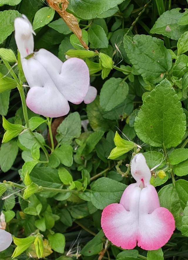 繁花似锦的秋天