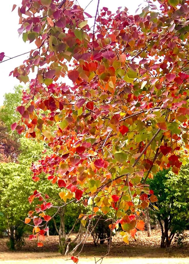 美篇:枫 叶 红 了