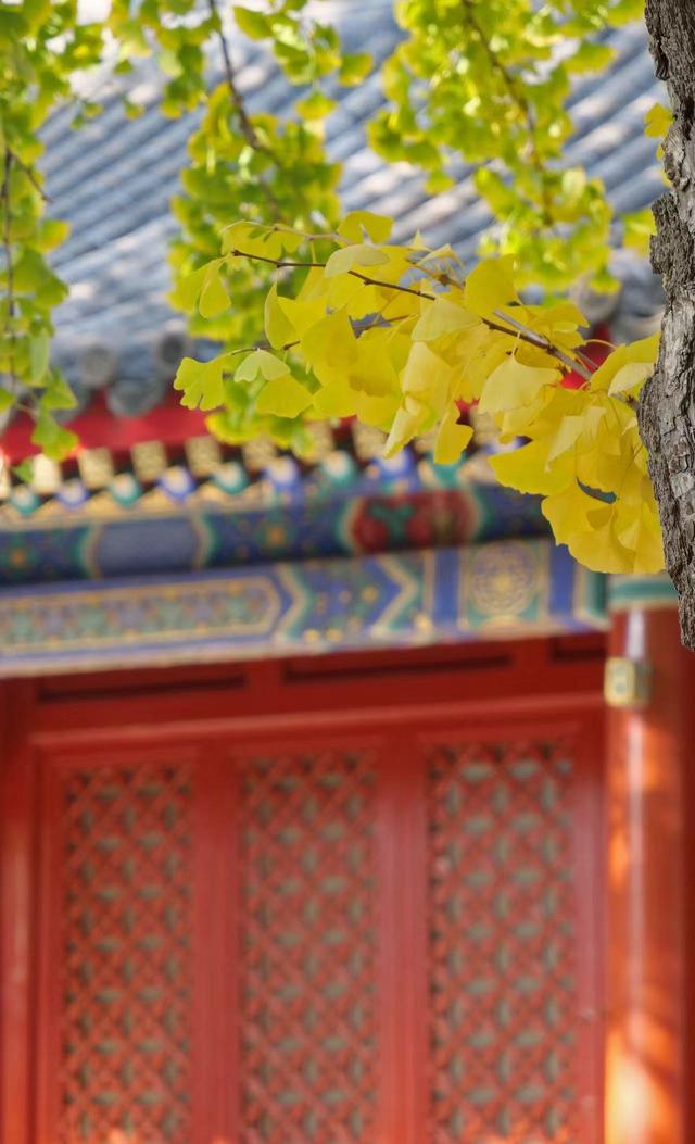 博物馆秋之旅｜相约“银杏季”！北京艺术博物馆银杏迎来最佳观赏期