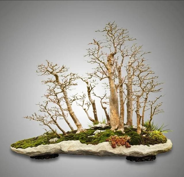 丛林盆景制作技巧｜把“微型森林”搬回家，丛林盆景这么做超简单