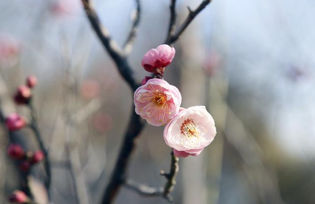 梅花绽放花芬芳