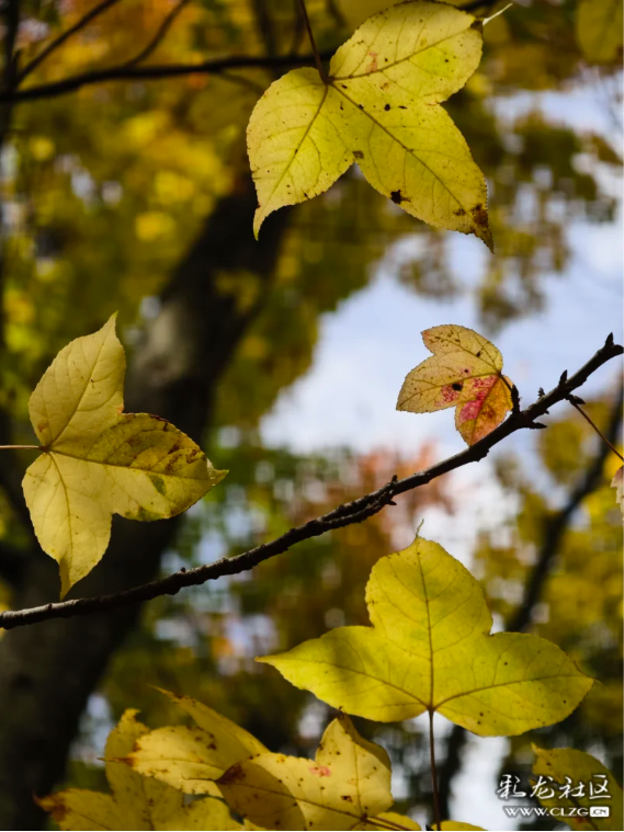 立冬 昆明植物园拾秋