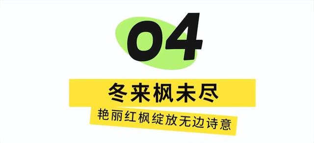 地铁直达！免费！成都20个绝美赏秋地，银杏水杉梧桐红枫限时上演！就在家门口！