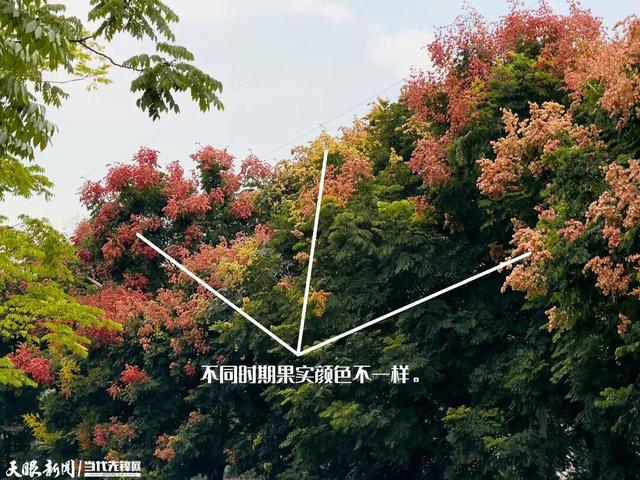 遵义街头的美景刷屏了！到底是“花”还是“果”？