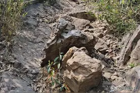 惠山森林公园去爬山，却误入一条野路，最后会走到哪里？图片