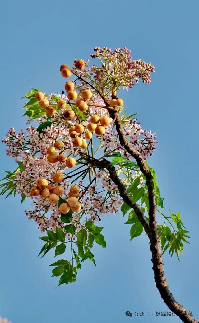 林芝•墨脱，风景如画的金珠藏布
