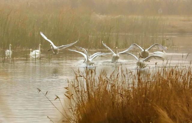 冬游威海 | “鹅”在这儿呢！