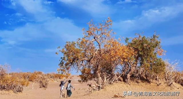 谁还没被青海秋景惊艳过？这8处网友力荐打卡地，承包你的秋日旅行！