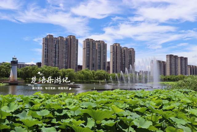 浙江宁波的江岸向日葵花海，与3处诗意荷塘相邻，拍照超级出片
