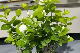 再次奉劝大家，不要再养茉莉花了！这5大问题根本避不开图片