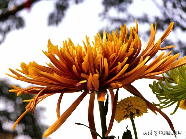 你看见过多少种菊花？