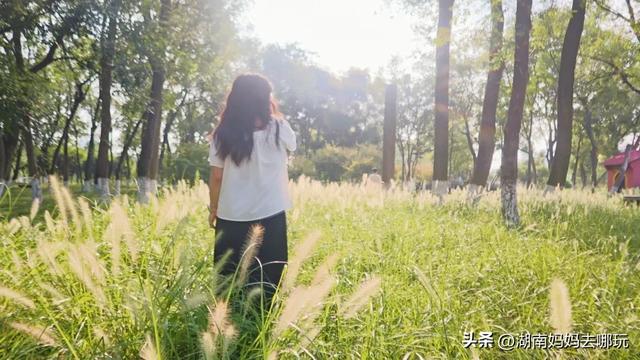 1小时直达！长沙藏了片“狗尾巴草秘境”，免费露营+玩水，人少景美，错过等一年！