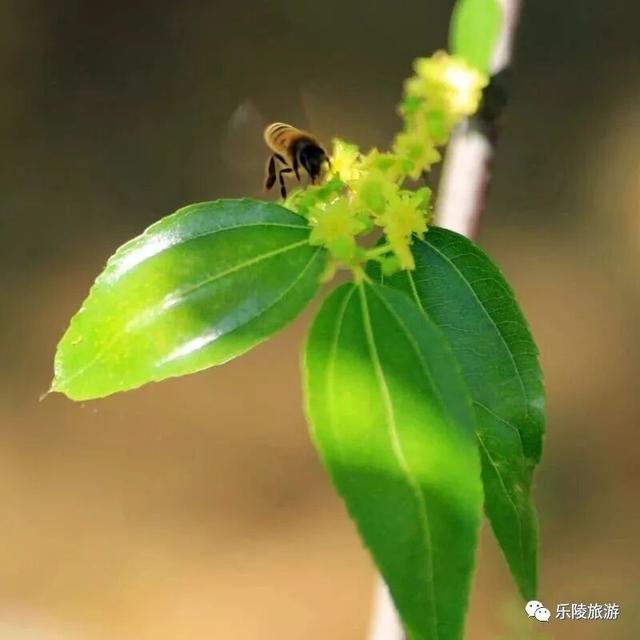 枣花飘香！快来千年枣林赴一场夏日之约