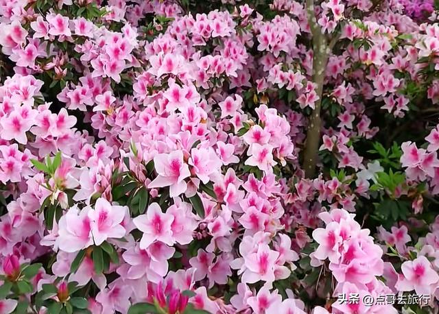 成都公园最大规模杜鹃花开了，200多亩花开成海，不要门票！