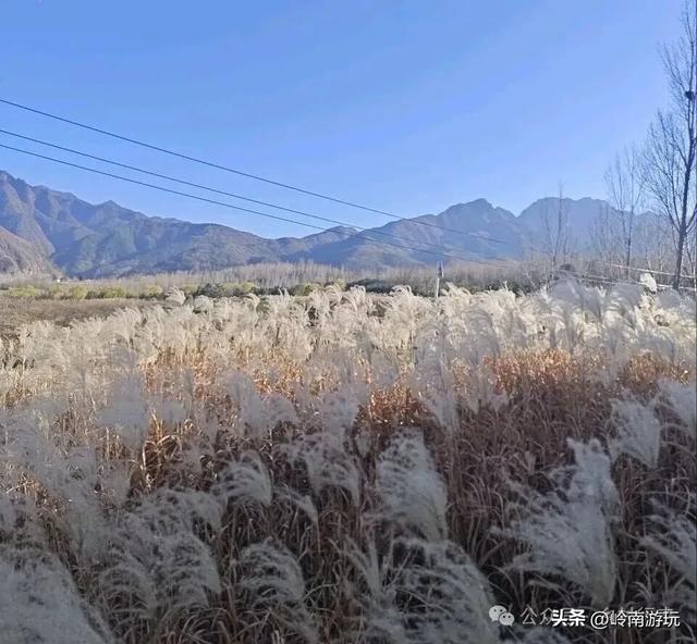 全部免费，推荐西安周边最适合拍照的芦苇荡，快去打卡吧！