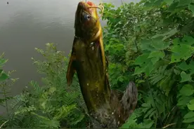 钓黄辣丁，这样钓就行了！上鱼效率非常高！最多一天钓十五斤！图片