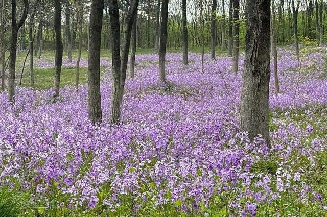 北京奥林匹克森林公园 城市中的绿色明珠