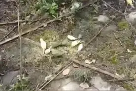 数百只宠物鹦鹉被人放生野外，专家：建议当作案例调查，“买鸟放生”是对捕鸟的变相支持图片