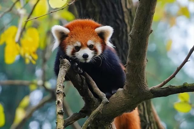 报名了！红山动物园3.5万张免费门票