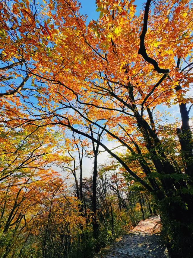 叮！龙头山秋日余额已不足！期待新一轮的冬雪到来~