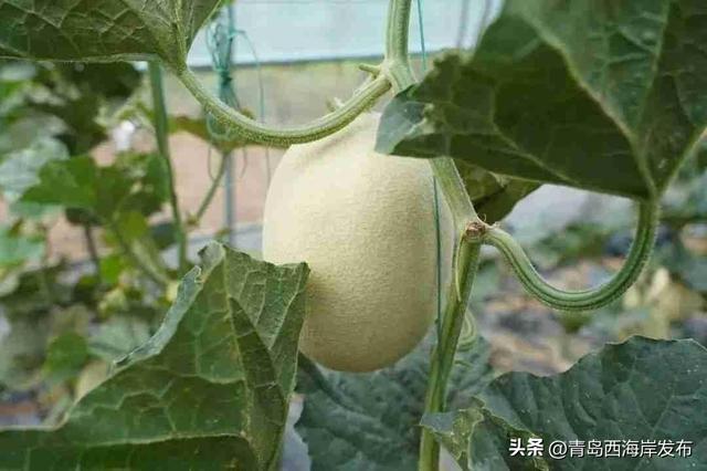 鲜 果 上 市 ！