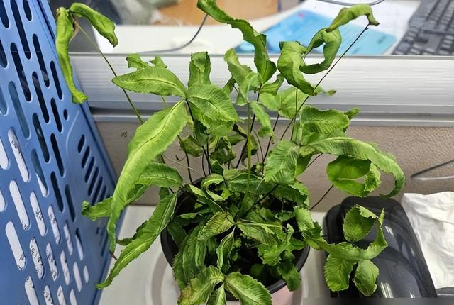 “阴花不能进阳宅”	，家里若有这5种花，请赶紧“搬出去”！