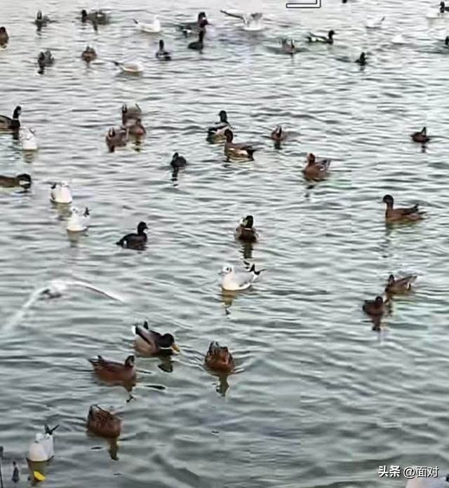 成德同城化 幅员2.6平方公里 集多功能 的广汉山水镇三星湖水色诱人