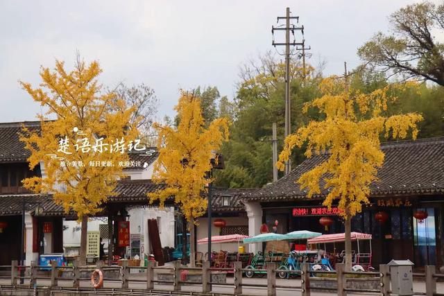 浙江宁波少有的水乡古镇，银杏大道与银杏林太美了，错过再等一年