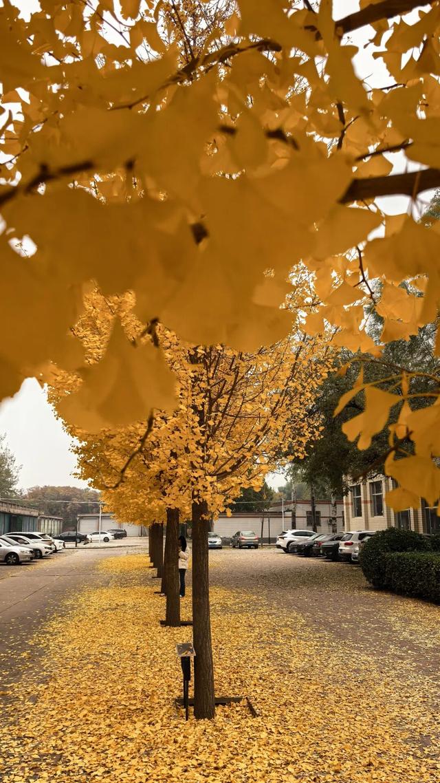 【石家庄】河北经贸大学银杏节预览，随手一拍都是壁纸