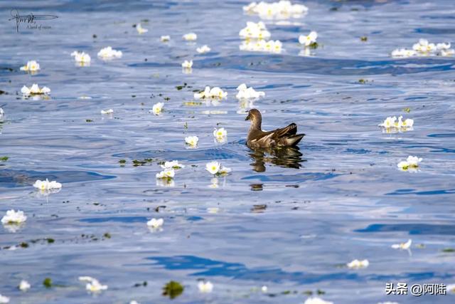洱海鸟事之:幸福的黑水鸡和䴙䴘,在这里可敞吃国家二级保护植物
