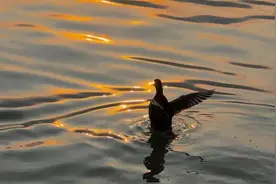 提前批的12个路径，300~600多分的同学都能选择，错过可惜了！图片